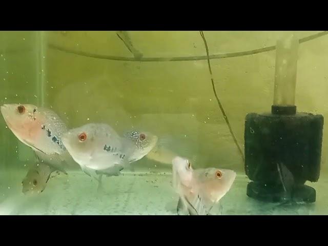 Low cost flowerhorn fish, 2inch flowerhorn, Chennai RR Aquarium