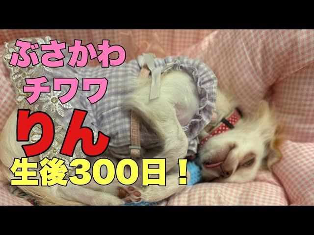 ぶさかわチワワりん。生後300日【vlog】文化の日