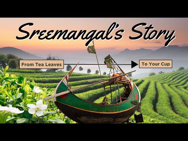 #sreemangal  Tea Garden: The Heartbeat of Bangladesh’s Tea Paradise  #tea #traveling