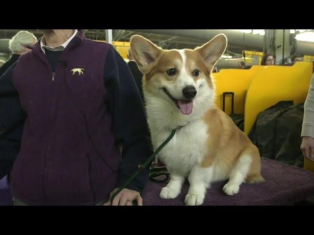 All About the Pembroke Welsh Corgi