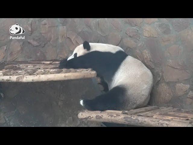 Why are pandas so lazy? | Pandaful Q&A