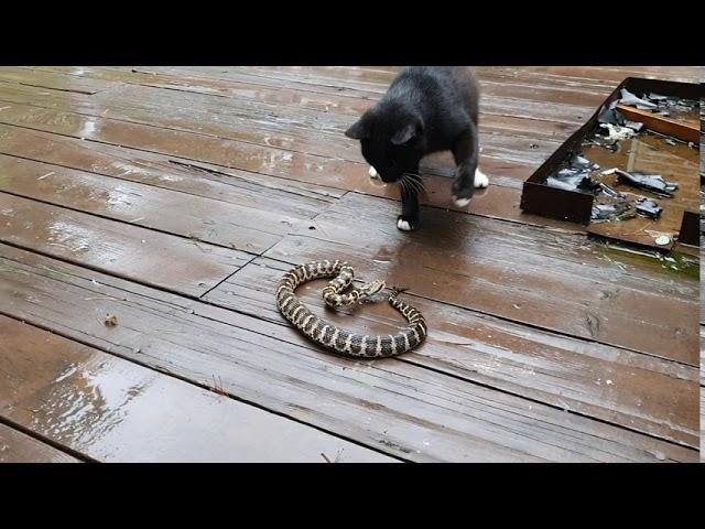 뱀vs고양이 싸움 snake cat fight