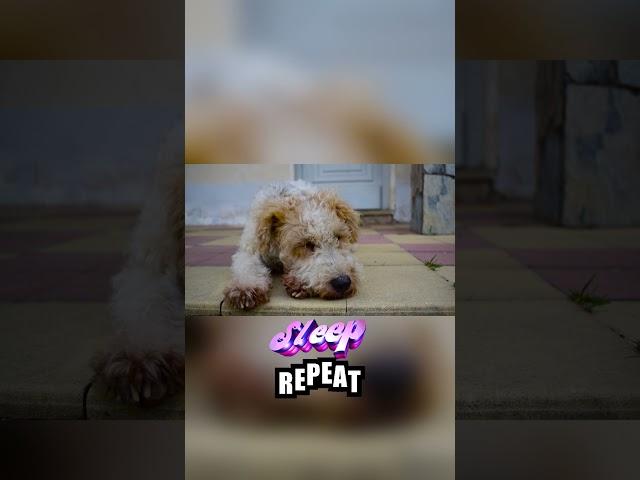"Meet the Dog Who Lives to Eat, Travel, Sleep, and Repeat"