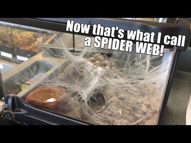 Check Out Our Greenbottle Blue Tarantula's AWESOME WEB He Just Built! 