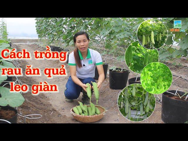 CÁCH TRỒNG RAU ĂN QUẢ LEO GIÀN (MƯỚP, KHỔ QUA, DƯA LEO, BÍ ĐAO, BẦU,...)