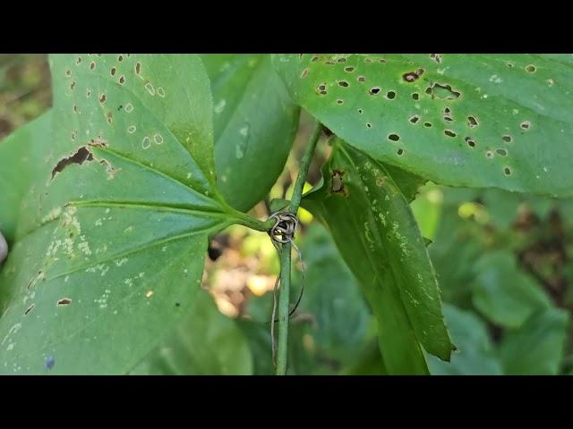 ID That Tree: Greenbrier