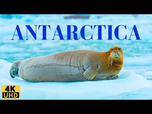 Antarctica 4k : The most amazing animals of the Southern Continent | Nature Film