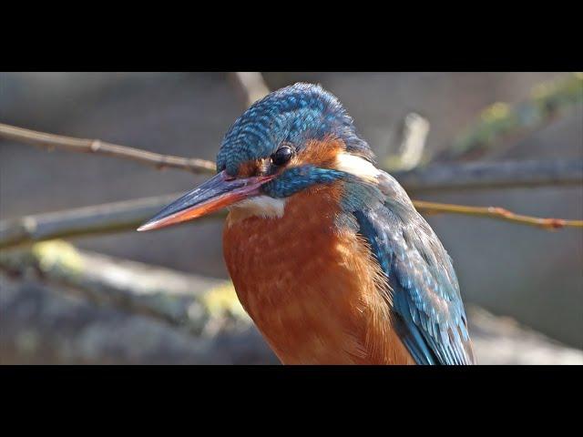 Kingfisher close up, resting on a branch and watching the surroundings. 4K