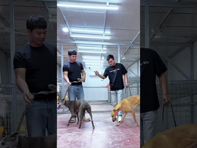 Great partnership between dog activities 57