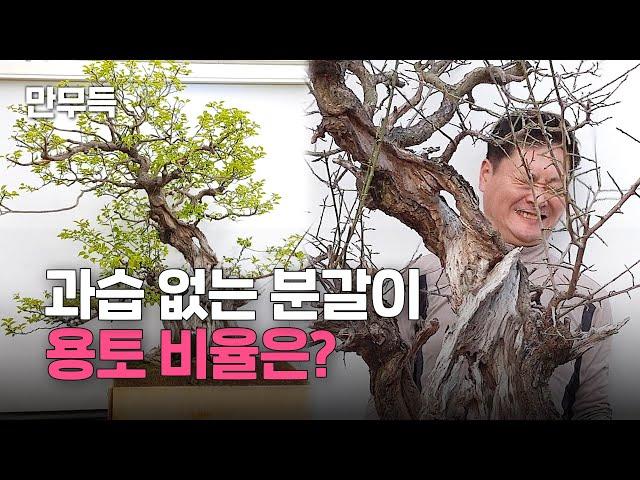 03. 야생매화, 과습 없는 분갈이의 정석 l 뿌리정리 & 용토배합 실전 꿀팁