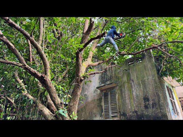 Cutting down an overgrown 30 year old wild PLUM tree covering the roof DANGEROUS