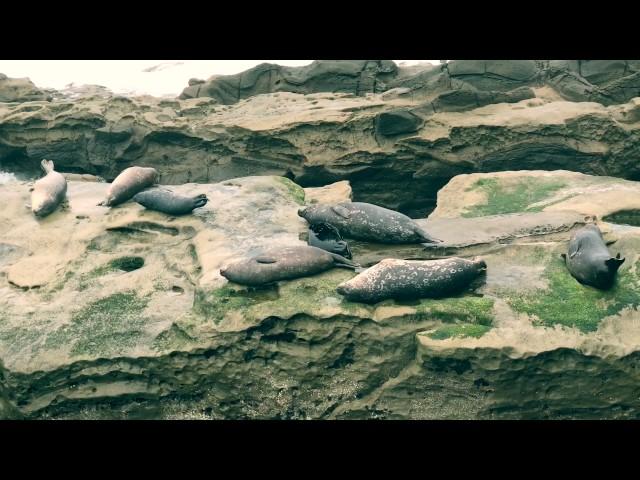 Seals - San Diego
