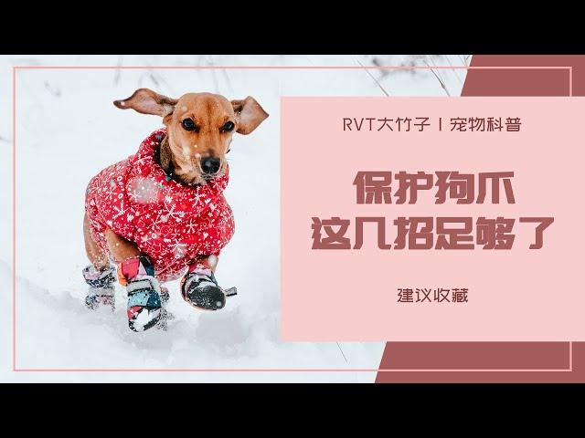 保护狗爪子不被融雪盐伤害，这几招足够了｜【RVT大竹子】宠物科普