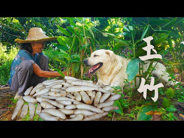 Ingredients that look like silkworm babies, which grandma uses to make delicious food｜玉林阿婆