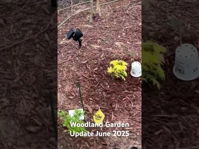 Woodland Garden Update June 2025 #hydrangeas #garden #hostas #butterfly #lavender #provenwinners