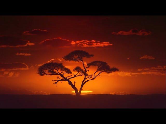 Sunrise in the African Savanna