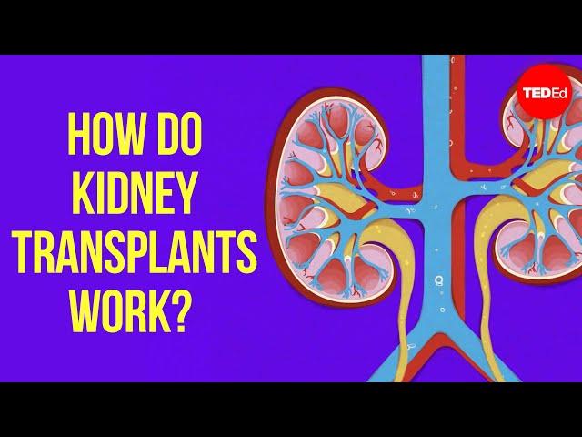 How does kidney transplant surgery work? - Alexander H. Toledo