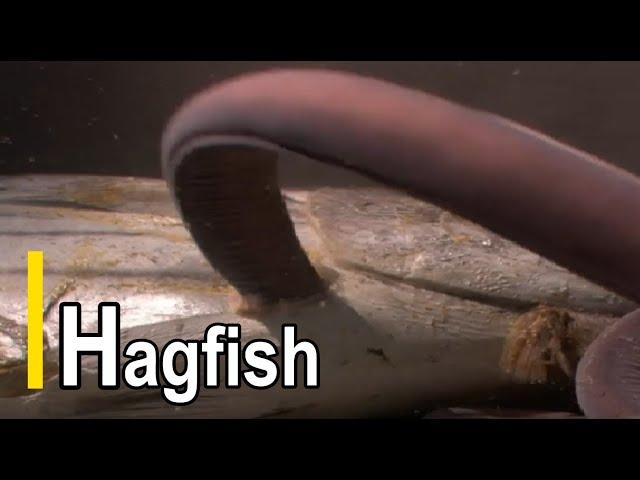 Hagfish.