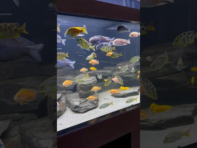 600 Gallon Lake Malawi African Cichlid Tank (ft. Riffwaters)
