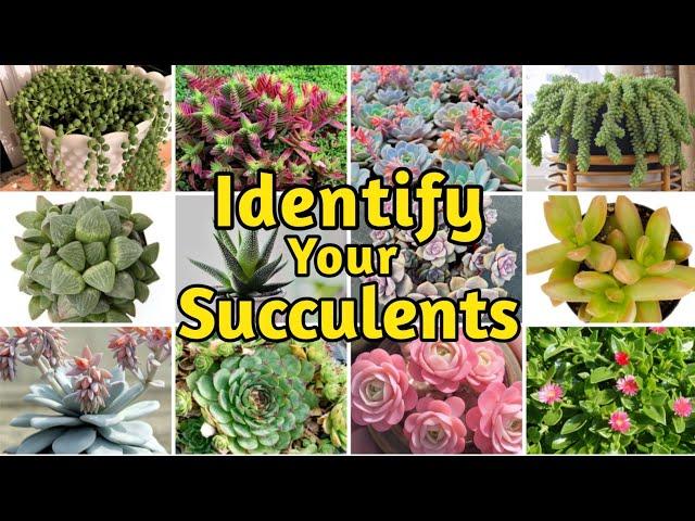 30+ Biginner-Friendly Types of Succulents | Common Succulents Identification with Name and Pictures