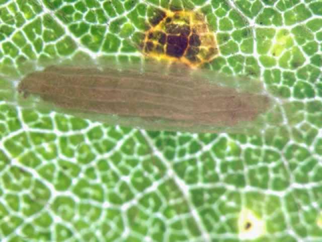 Bucculatricidae spinning a ribbed cocoon