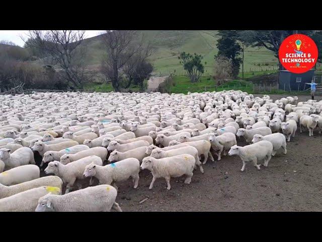 Wonderful New Zealand Sheep Farm, The Largest and Most Successful Ram Breeding Operation in NZ