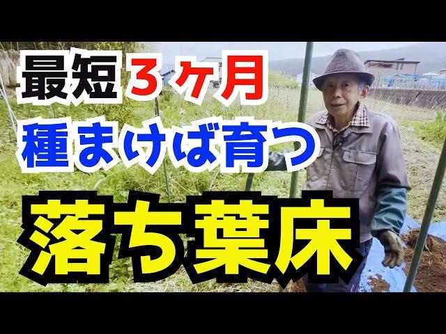 【登録者1万人記念①】苗を植えればご馳走様野菜ができる！ふぁーちょ式カンタン落ち葉床