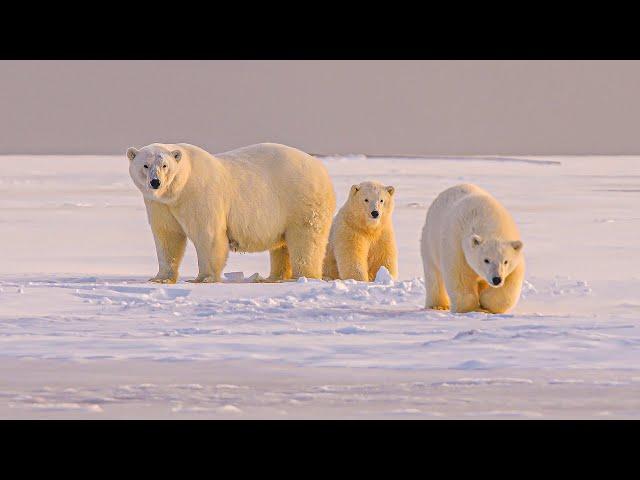 The Untold Stories Of Artic Wildlife | Our World