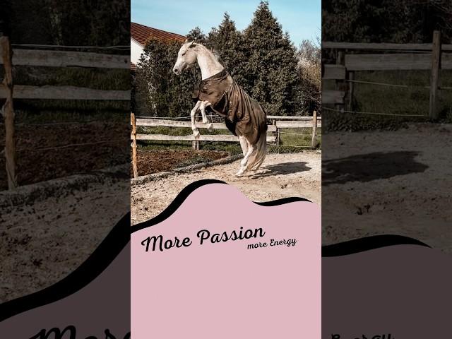 Meine Chaoten  #pferde #pferdevideo #morepassion #shorts #cotico #reiten