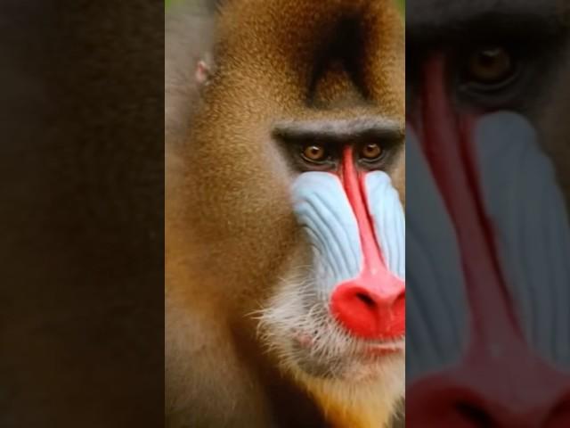 Monkey Business: A Wild Adventure!  #shorts #wildlife #nature