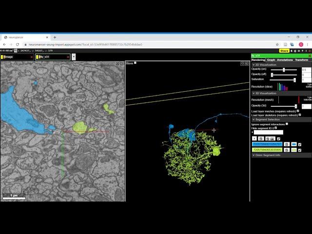 FlyWire - Basic Navigation