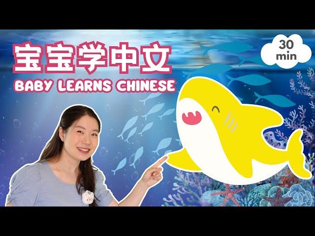 海底世界 - 鲨鱼 & 颜色 & 数字  Ocean Friends - Shark, Starfish, and More! | Baobei Chinese