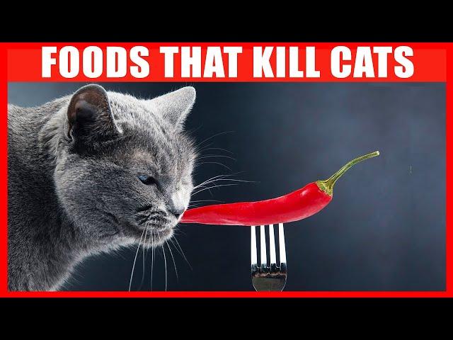 Dangerous Foods Your Cat Should Never Eat