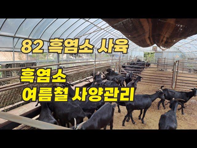 [82] 흑염소 사육 - 흑염소 여름철 사양관리