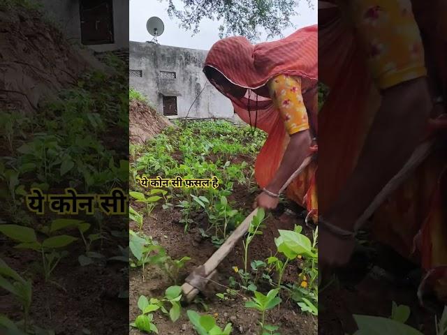 #farming