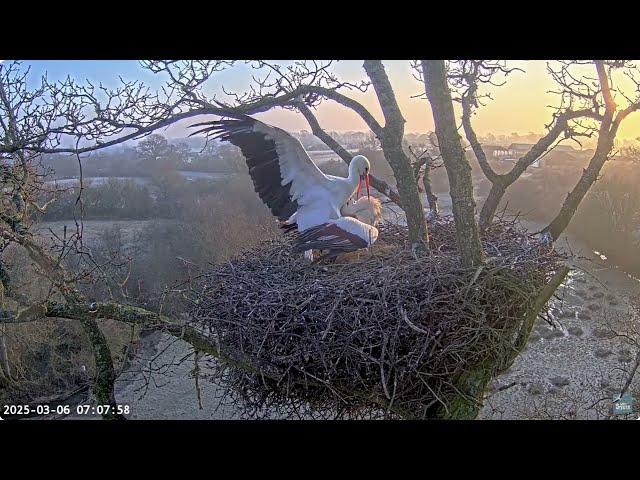 Busy morning / pracowity poranek 6/3/25 #storks #bociany 