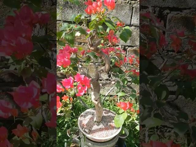 how to increase boungainvillea flowers#howto #bougainvillea #potash #backyard #bonsai