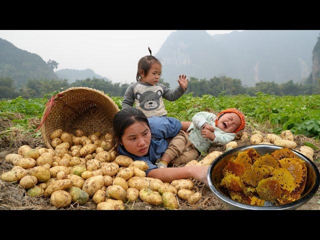 Harvesting potatoes to sell at the market - exploiting wild beehives for my daughter to eat