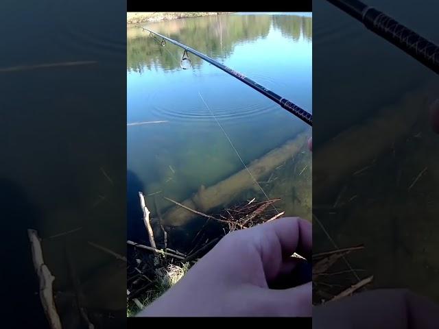 Massive BEAVER Scares The S*** Out Of Me While Fishing! #shorts