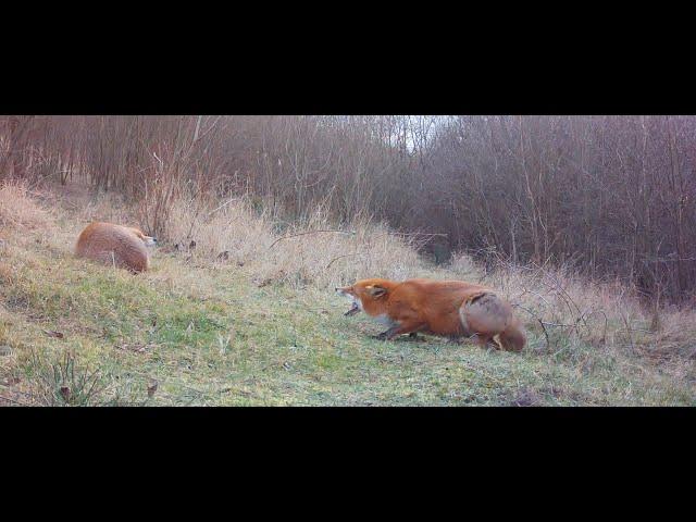 Pregnant fox screaming at partner