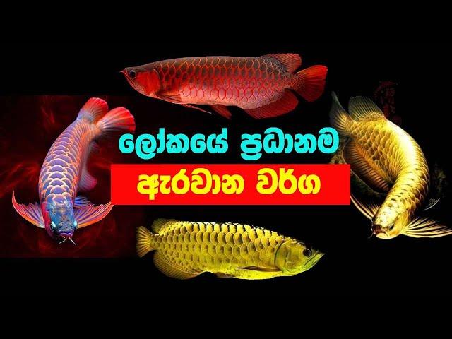 ලෝකයේ ප්‍රධානම ඇරවානා වර්ග. The World's Leading Types of Arowana.