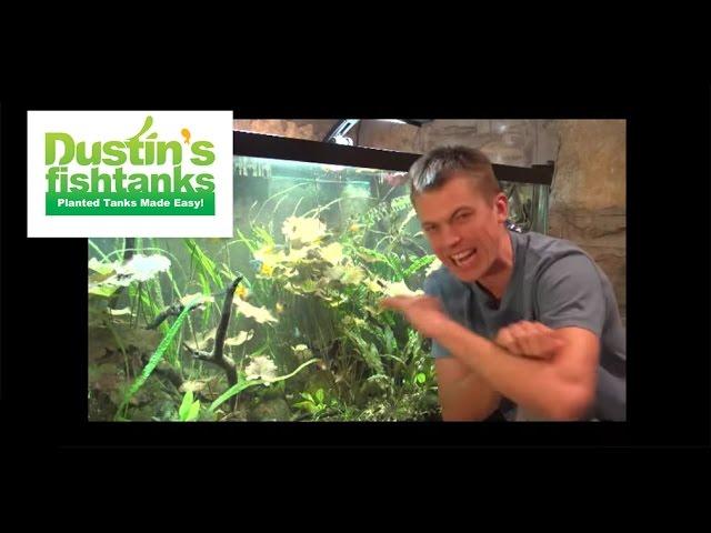 Dustin's Fish Tanks YouTube Channel Intro. Welcome to Dustin's Fish Tanks, DustinsFishTanks!