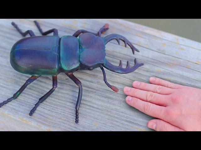 GIGANTIC BEETLE!