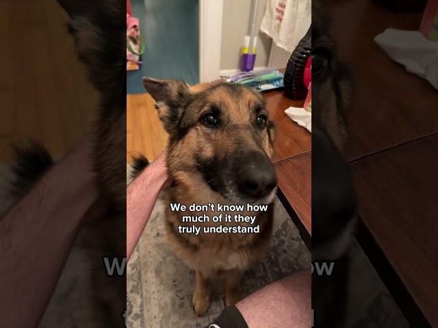 Dogs are the best 
