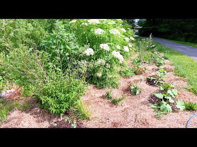 Permaculture Food Forest - Considering Succession and other elements