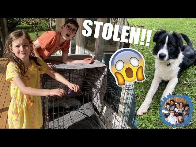 OUR PUPPY WAS STOLEN! We're in SHOCK!