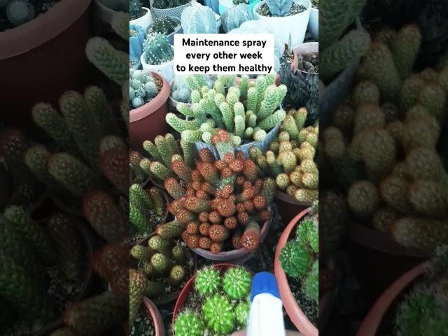  Succulent Garden Inspo for Your US Home 
