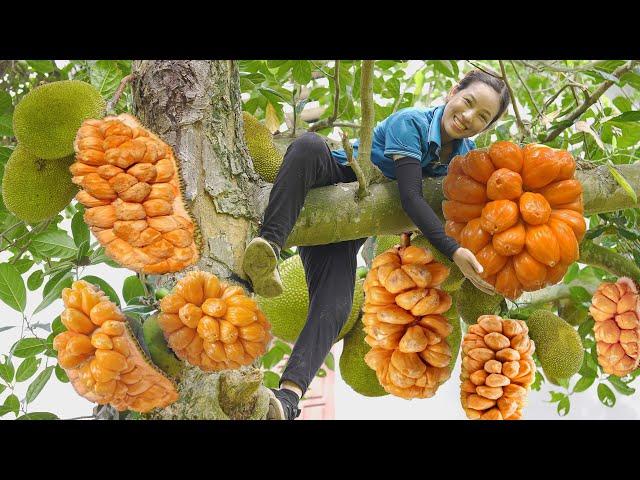 Harvesting Jackfruit and Sweet Potato - delicious fried sweet potato recipe - UR Phương DaiLy Life