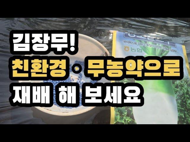 친환경ㆍ무농약 재배 가능한 김장무! 파종부터 재배요령 모두 공개!!! (2024.8.26)(#김장무,#가을무,#파종시기,#파종방법,#재배요령)