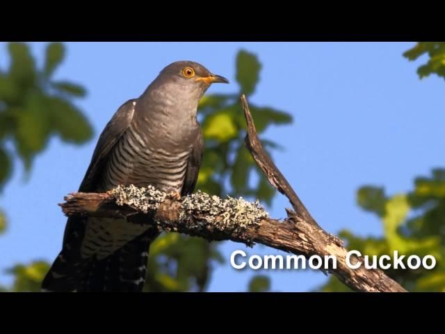 Cuckoo Bird Song and Pictures ~ Common Cuckoo